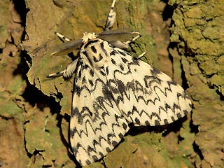 Männchen Nonne Lymantria monacha Black Arches