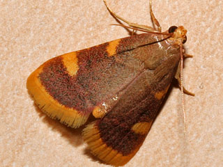 Heuznsler,  Hypsopygia costalis  Gold Triangle  Clover Hay Moth