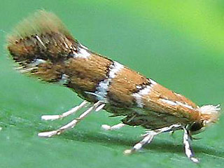 Rosskastanien-Miniermotte Cameraria ohridella Horse-Chestnut Leafminer