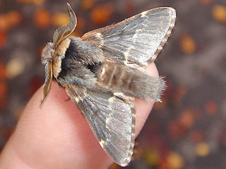 Mnnchen Kleine Pappelglucke Poecilocampa populi December Moth