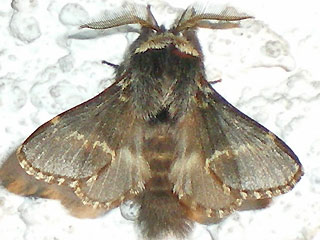 Mnnchen Kleine Pappelglucke Poecilocampa populi December Moth