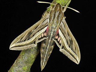 Hippotion celerio  Groer Weinschwrmer Silver-striped Hawk-moth