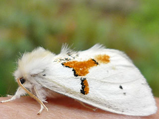Leucodonta bicoloria  Weier Zahnspinner  White Prominent