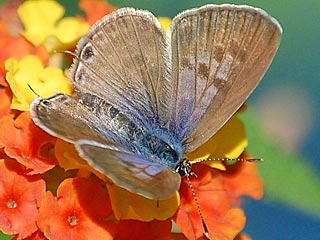 Leptotes pirithous  Kleiner Wanderbluling  Lang's Short-tailed Blue