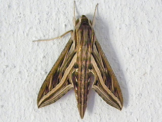 Hippotion celerio  Groer Weinschwrmer  Silver-striped Hawk-moth