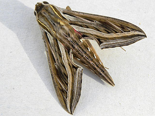 Hippotion celerio  Groer Weinschwrmer  Silver-striped Hawk-moth