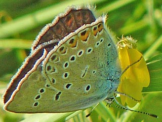 Polyommatus amandus  Vogelwicken-Bläulings  Amanda's Blue
