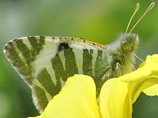 Euchloe belemia  Green-striped White