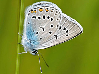 Polyommatus amandus  Vogelwicken-Bläuling  Amanda's Blue