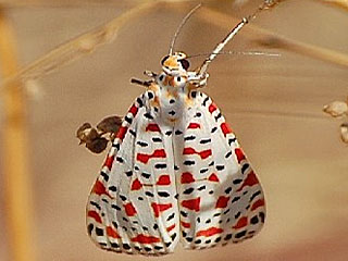 Utetheisa pulchella  Punktbär  Grassteppenbär  Crimson-speckled Moth