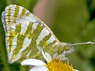 Euchloe belemia , Grüngestreifter Weißling , Green-striped White