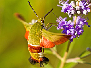 Hemaris croatica  Olive Bee Hawk-moth
