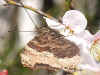Nymphalis xanthomelas stlicher Groer Fuchs Yellow-legged Tortoiseshell