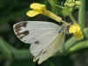 Weibchen Pieris krueperi Krueper's Small White