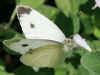 Mnnchen Pieris mannii Karstweiling Southern Small White