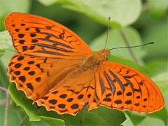 Schmetterling des Jahres 2022  Kaisermantel  Walter Schön