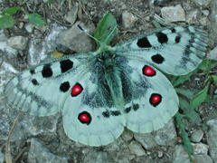 Schmetterling des Jahres 2024  Moselapollo Walter Schön